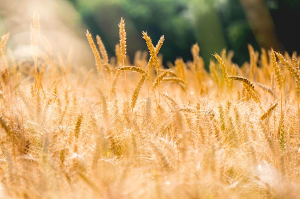 B. A. Caulkett supplying the Agricultural sector